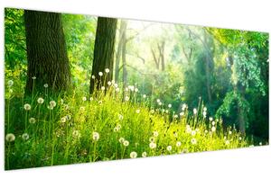 Obraz - Magická lúka plná púpav (120x50 cm)