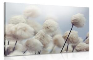 Obraz arktické kvety bavlny Varianta: 120x80