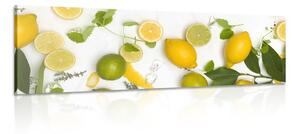 Obraz zmes citrusových plodov Varianta: 150x50