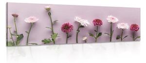 Obraz kompozícia ružových chryzantém Varianta: 150x50