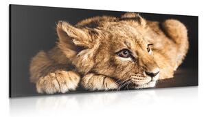 Obraz mláďa leva Varianta: 100x50