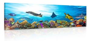 Obraz koralový útes s rybkami a korytnačkami Varianta: 150x50