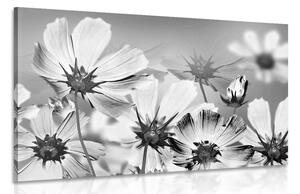 Obraz letné kvety v čiernobielom prevedení Varianta: 60x40