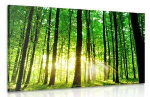 Obraz svieži zelený les Varianta: 60x40
