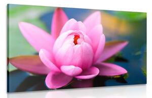 Obraz nádherný ružový kvet na jazere Varianta: 60x40