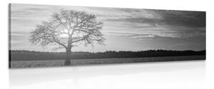 Obraz osamelého stromu v čiernobielom prevedení Varianta: 135x45