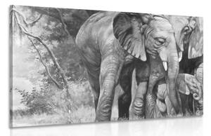 Obraz slonia rodinka v čiernobielom prevedení Varianta: 90x60
