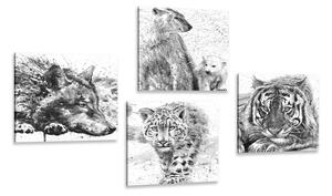 Set obrazov zvieratá v čiernobielom akvarelovom prevedení Varianta: 4x 40x40