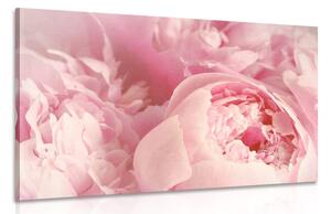 Obraz lupienky kvetu Varianta: 60x40