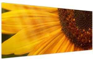 Obraz - Slnečnica (120x50 cm)