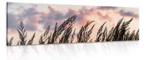 Obraz klásky dlhej trávy Varianta: 120x40
