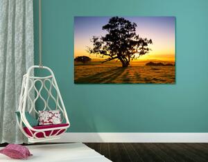 Obraz osamelý strom pri západe slnka Varianta: 60x40