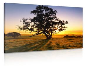 Obraz osamelý strom pri západe slnka Varianta: 60x40