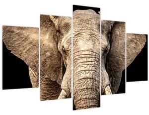 Obraz - Slon africký (150x105 cm)
