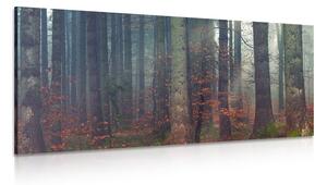 Obraz tajomstvo lesa Varianta: 100x50