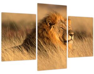 Obraz - Národný park Etosha (90x60 cm)