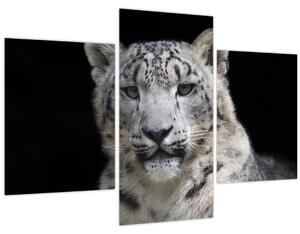 Obraz - Leopard snežný (90x60 cm)