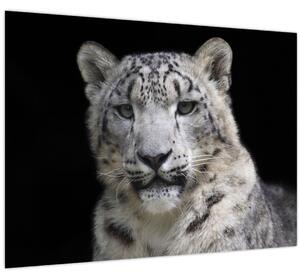 Obraz - Leopard snežný (70x50 cm)