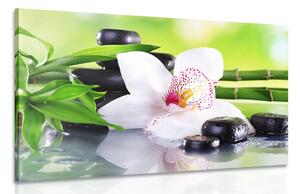 Obraz japonská orchidea