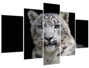 Obraz - Leopard snežný (150x105 cm)