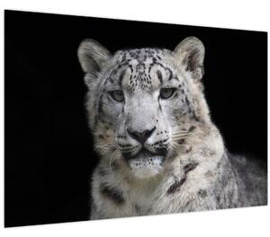 Obraz - Leopard snežný (90x60 cm)