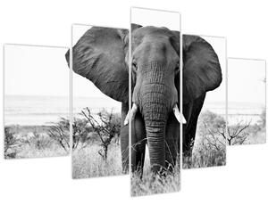 Obraz - Slon africký II. (150x105 cm)