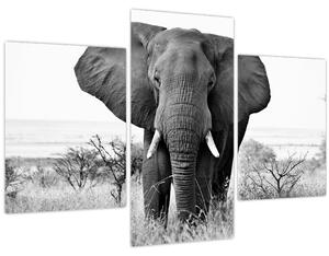 Obraz - Slon africký II. (90x60 cm)