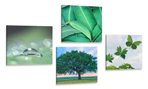 Set obrazov príroda plná zelene Varianta: 4x 40x40