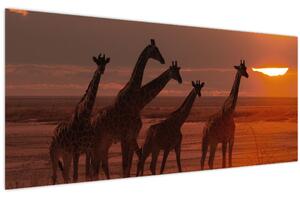 Obraz - Žirafy v africkej savane (120x50 cm)