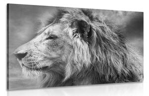 Obraz africký lev v čiernobielom prevedení Varianta: 60x40