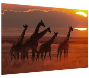Obraz - Žirafy v africkej savane (90x60 cm)