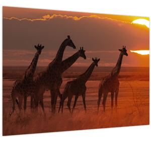 Sklenený obraz - Žirafy v africkej savane (70x50 cm)