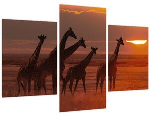 Obraz - Žirafy v africkej savane (90x60 cm)