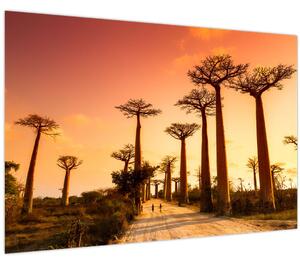 Obraz - Západ slnka v uličke Baobab (90x60 cm)
