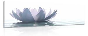 Obraz lotosový kvet Varianta: 120x40