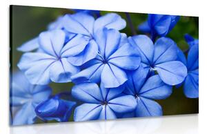 Obraz divoké modré kvety Varianta: 120x80