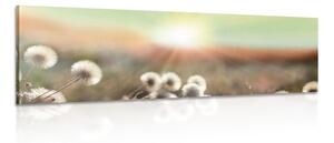 Obraz panoráma kvitnúcej lúky Varianta: 150x50