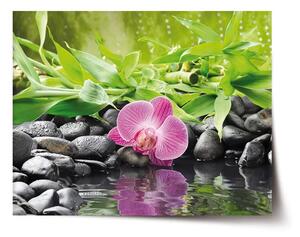 Sablio Plagát Ružová orchidea - 60x40 cm