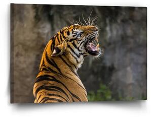 Sablio Obraz Revúci tiger - 60x40 cm