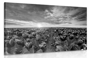 Obraz východ slnka nad lúkou s tulipánmi v čiernobielom prevedení Varianta: 60x40