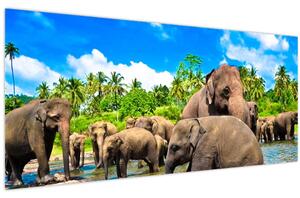 Obraz - Slony, Sri Lanka (120x50 cm)
