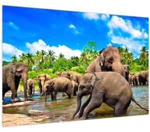 Obraz - Slony, Sri Lanka (90x60 cm)