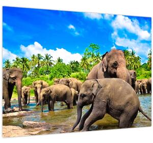 Obraz - Slony, Sri Lanka (70x50 cm)