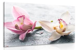 Obraz dva farebné kvety orchidey