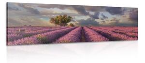 Obraz krajina levanduľových polí Varianta: 150x50