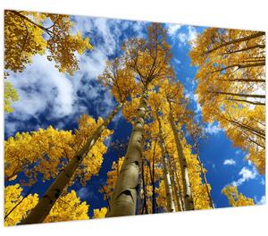 Obraz - Aspen (90x60 cm)