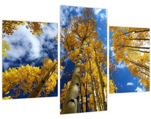 Obraz - Aspen (90x60 cm)