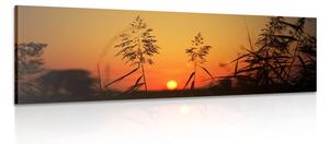 Obraz steblá trávy pri západe slnka Varianta: 150x50