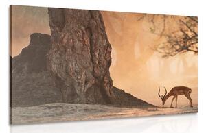 Obraz africká antilopa Varianta: 120x80
