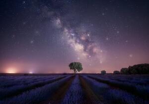 Fotografia Lavender fields nightshot, joanaduenas, (40 x 26.7 cm)